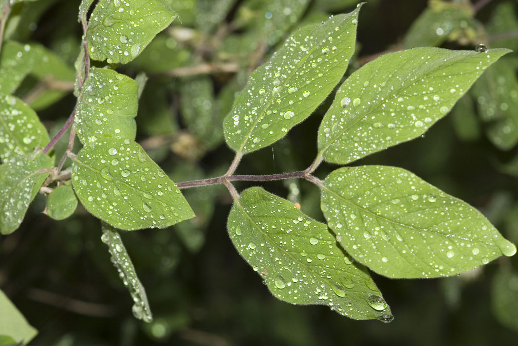 Lonicera xylosteum/Caprifoglio peloso